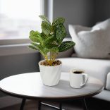 Műnövény dekoráció - fittonia - 20 x 9 cm