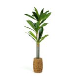 Műnövény dekoráció - Dracaena Fragrans - 1,1-1,2 m
